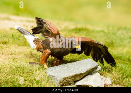 Harris hawk, Parabuteo Unicinctus, auf dem Boden. Dieser Raubvogel ist auch bekannt als Bucht-winged oder Altrosa Hawk. Stockfoto