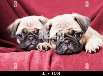 Pugs auf sofa Stockfoto