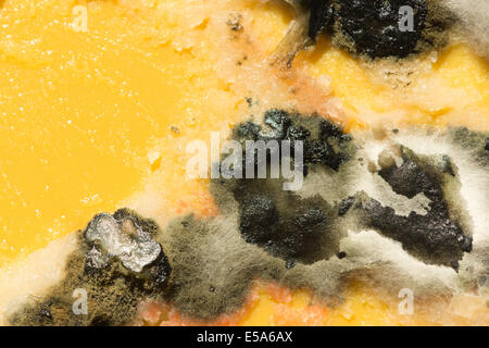 Verschimmelte Mahlzeit vergessen Penicillin Wachstum mit Hyphen lange Verzweigung filamentöse Struktur brechen Butter Ghee imprägniert Stockfoto