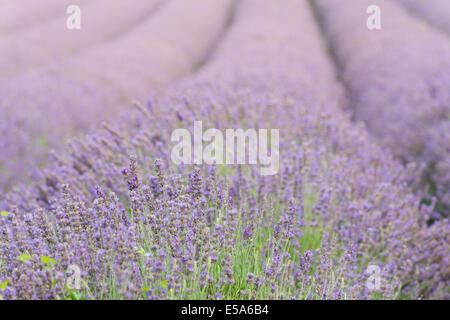 Lavendel Feld Zeilen der Blüte in Kent nur bereit für die Blumen zu pflücken, im Morgengrauen mit einem schwachen Nebel Stockfoto