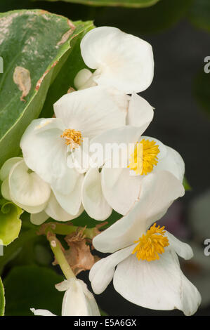 Begonia Semperflorens weiße wachsartige oder faserige Begonien umgangsprachlich Stockfoto