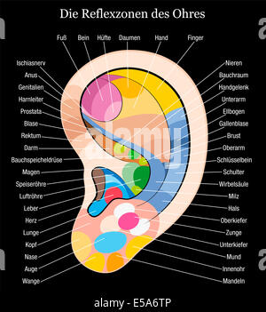 Ohr-Reflexzonen-Diagramm mit genauer Beschreibung der entsprechenden inneren Organe und Körperteile. Deutsche Beschriftung! Stockfoto