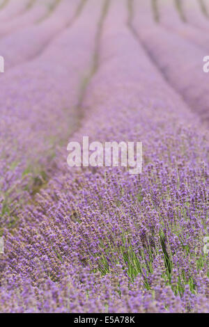 Lavendel Feld Zeilen der Blüte in Kent nur bereit für die Blumen zu pflücken, im Morgengrauen mit einem schwachen Nebel Stockfoto