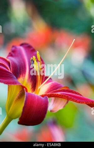 Hemerocallis "Stafford". Tief rote Taglilie Blüte eine krautige Grenze. Stockfoto