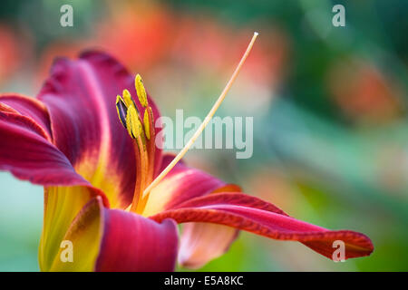 Hemerocallis "Stafford". Tief rote Taglilie Blüte eine krautige Grenze. Stockfoto