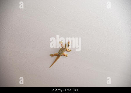 Gecko an der Wand Stockfoto