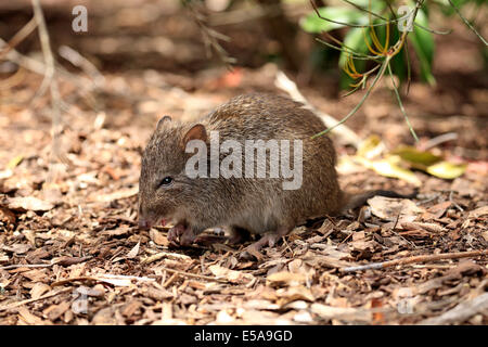 Langnasen-Potoroo (Potorous Tridactylus) Erwachsenen, Nahrungssuche, South Australia, Australien Stockfoto