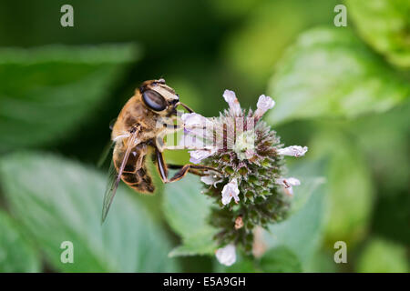 Drohne fliegen oder europäischen schweben fliegen (Eristalis Tenax), Tirol, Österreich Stockfoto