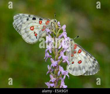 Apollo-Schmetterlinge (schon Apollo), zwei Schmetterlinge, die auf eine kurze angespornt duftende Orchidee (Gymnadenia Odoratissima) Stockfoto