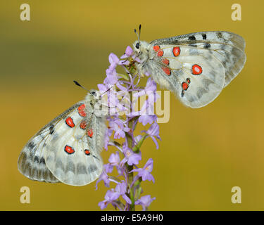 Apollo-Schmetterlinge (schon Apollo), zwei Schmetterlinge, die Fütterung auf eine kurze angespornt duftende Orchidee (Gymnadenia Odoratissima) Stockfoto