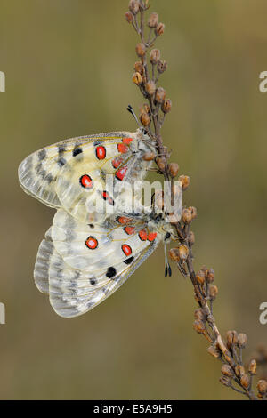 Apollo-Schmetterlinge (schon Apollo), zwei Schmetterlinge, die Paarung auf die trockenen Samenköpfe der Sauerampfer (Rumex liegen) Stockfoto