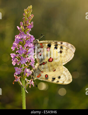 Apollo-Schmetterlinge (schon Apollo), zwei Schmetterlinge mit Paarung auf eine kurze angespornt duftende Orchidee (Gymnadenia Tau bedeckt Stockfoto