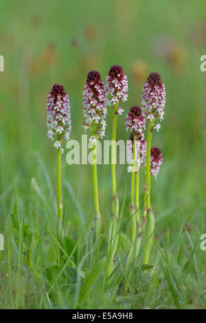 Verbrannte Tipp Orchidee (Orchis Ustulata), Blume-Cluster auf einer groben Weide, Schwäbische Alb Biosphärenreservat, Baden-Württemberg Stockfoto