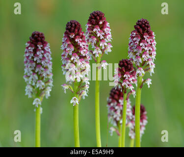 Verbrannte Tipp Orchidee (Orchis Ustulata), Blume-Cluster auf einer groben Weide, Schwäbische Alb Biosphärenreservat, Baden-Württemberg Stockfoto