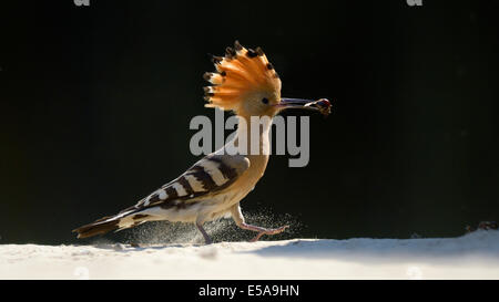 Wiedehopf (Upupa Epops), Erwachsene mit Beute, Hintergrundbeleuchtung, Nationalpark Kiskunság, Ungarn Stockfoto