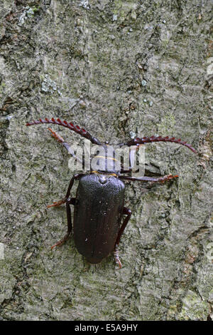 Schwarzen Alpenbocks Käfer (Spondylis Buprestoides), Emsland, Niedersachsen, Deutschland Stockfoto