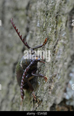 Schwarzen Alpenbocks Käfer (Spondylis Buprestoides), Emsland, Niedersachsen, Deutschland Stockfoto