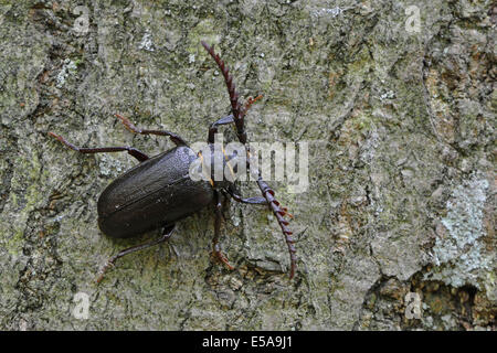 Schwarzen Alpenbocks Käfer (Spondylis Buprestoides), Emsland, Niedersachsen, Deutschland Stockfoto
