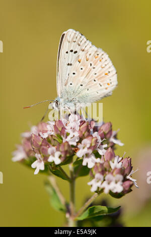 Adonis Blue (Polyommatus Bellargus, Lysandra Bellargus) auf einer wilden Majoran oder Oregano Pflanze (Origanum Vulgare) Stockfoto