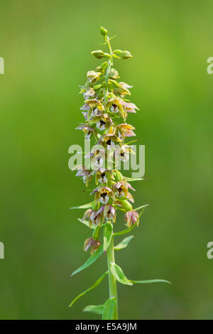 Breitblättrigen Helleborine (Epipactis Helleborine), blühend, Thüringen, Deutschland Stockfoto