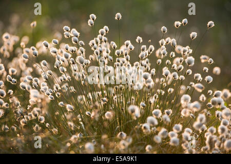 Grasbüschel Wollgras (Wollgras Vaginatum), Samen Köpfen, großen Moor Naturschutzgebiet, Niedersachsen, Deutschland Stockfoto