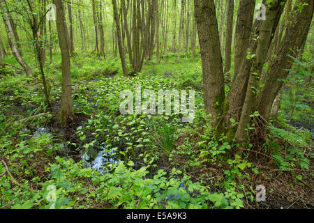 Gemeinsamen Erle oder Schwarz-Erle Bäume (Alnus Glutinosa) in einer Erle Carr, Vogelmoor Naturschutzgebiet, Niedersachsen, Deutschland Stockfoto