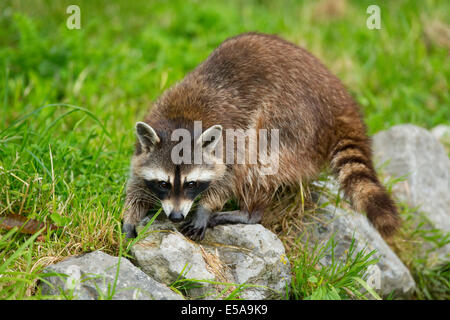 Gemeinsamen Waschbär, nördlichen Waschbär oder Nordamerikanische Waschbär (Procyon Lotor), in Gefangenschaft, Niedersachsen, Deutschland Stockfoto