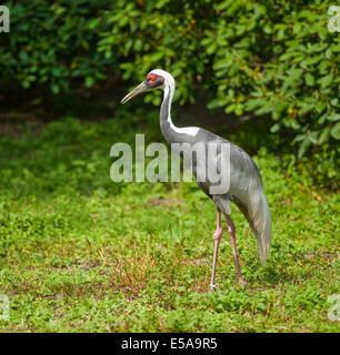 White-Himalaja-Kranich (Grus Vipio), Gefangenschaft, Niedersachsen, Deutschland Stockfoto