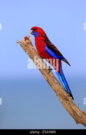 Crimson Rosella (Platycercus Elegans) Erwachsene auf Barsch, Wilsons Promontory National Park, Victoria, Australien Stockfoto