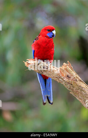 Crimson Rosella (Platycercus Elegans) Erwachsene auf Barsch, Wilsons Promontory National Park, Victoria, Australien Stockfoto