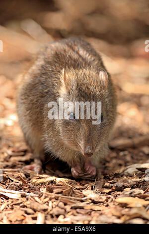 Langnasen-Potoroo (Potorous Tridactylus) Erwachsenen, Nahrungssuche, South Australia, Australien Stockfoto