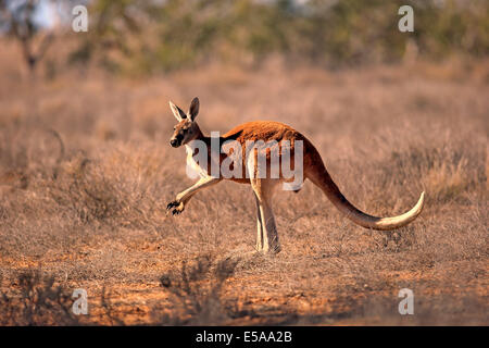 Roter Känguruh (Macropus Rufus), Männchen, Sturt Nationalpark, New South Wales, Australien Stockfoto