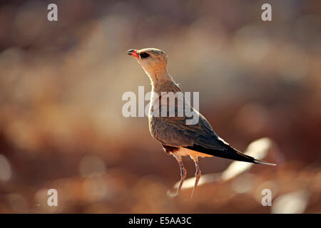 Australische Brachschwalbe (Stiltia Isabella), Erwachsener, Sturt Nationalpark, New South Wales, Australien Stockfoto