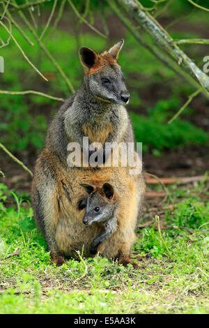 Swamp Wallaby (Wallabia bicolor), Weibchen mit jungen im Beutel, Wilsons Promontory National Park, Victoria, Australien Stockfoto