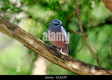 Weißer-browed Woodswallow (Artamus Superciliosus), Erwachsene auf Baum, South Australia, Australien Stockfoto