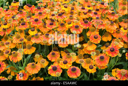 Helenium "Sahins early Blumen". Sneezeweed Blumen Stockfoto