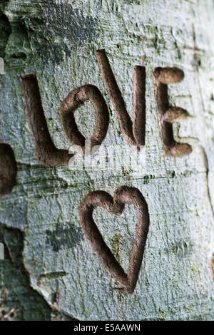Das Wort Liebe und ein Herz in Baumstamm geschnitzt Stockfoto