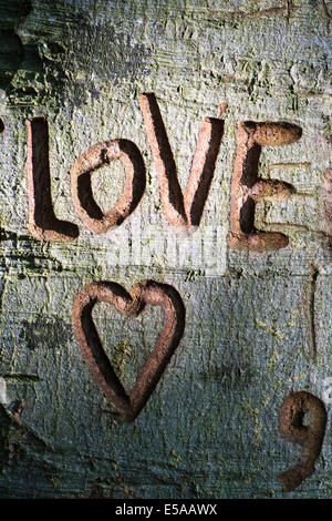 Das Wort Liebe und ein Herz in Baumstamm geschnitzt Stockfoto
