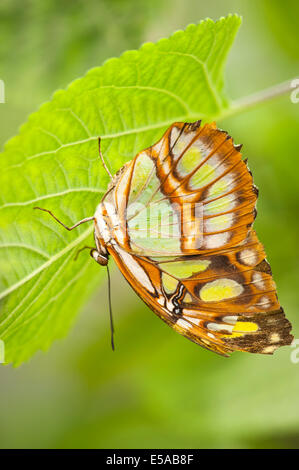 North West London, Golders Hill Park, Malachit Schmetterling Siproeta Stelenes, native zentrale & Südamerika, sonnen sich auf Blatt Stockfoto