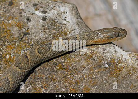 Sonnen sich auf dem Felsen am Wasser in Pelee Island, Ontario See Erie-Wasserschlange. Stockfoto