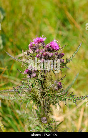 Distel in Blüte Stockfoto
