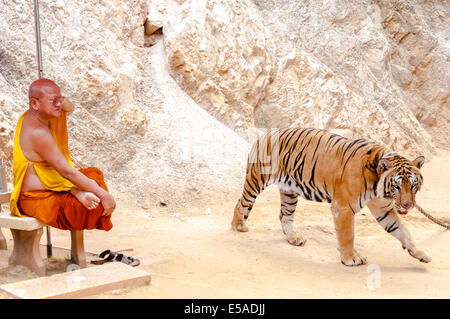 Buddhistischer Mönch mit einem bengalischen Tiger im Tiger-Tempel am 23. Mai 2014 in Kanchanaburi, Thailand. Stockfoto