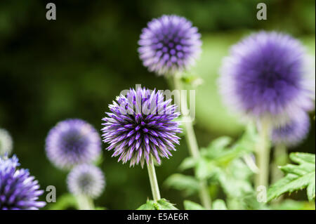 Echinops Ritro Veitch Blue.Purple Trollblume. Stockfoto