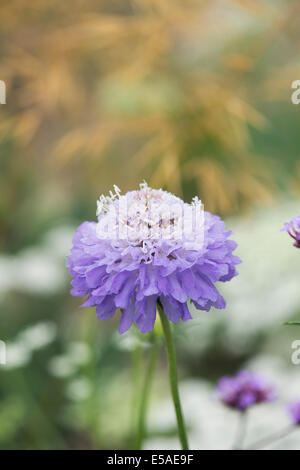 Scabiosa Atropurpurea ' Oxford blau. Nadelkissen Blume. Süße Witwenblume Stockfoto