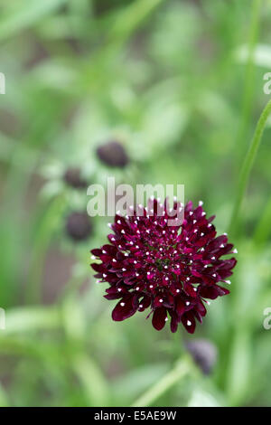 Scabiosa Atropurpurea "Sommerbeeren". Nadelkissen Blume. Süße Witwenblume "Sommerbeeren" Stockfoto