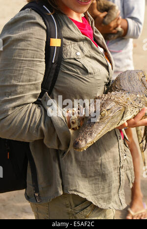 Zwerg-Kaiman (Palaeosuchus Trigonatus) im Osten Ecuadors Regenwald Stockfoto