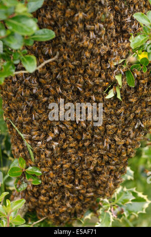 Ein wilder Bienenschwarm auf einem Busch in einem Garten Stockfoto