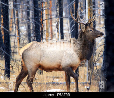 40,912.04290 Young 4 & 5 Punkt Geweih Bull Elk zu Fuß schließen Breitseite, Winter schneebedeckten Baum Nadelwald nach Brand; verkohlte Baumstämme. Stockfoto