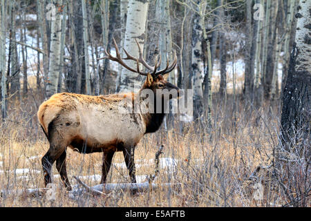 40,914.04420 Alert große Geweihtragende bull Elk im Winter Espe Wald. Stockfoto