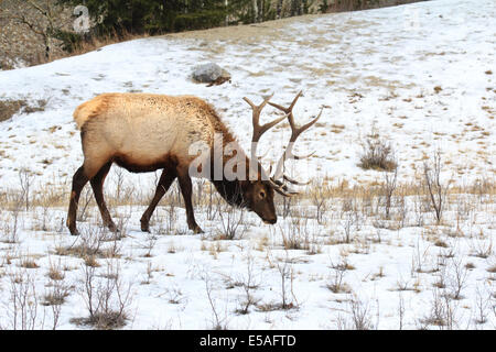 40,914.04425 Bull elk mit riesigen geweih in verschneiten Wiese. Stockfoto